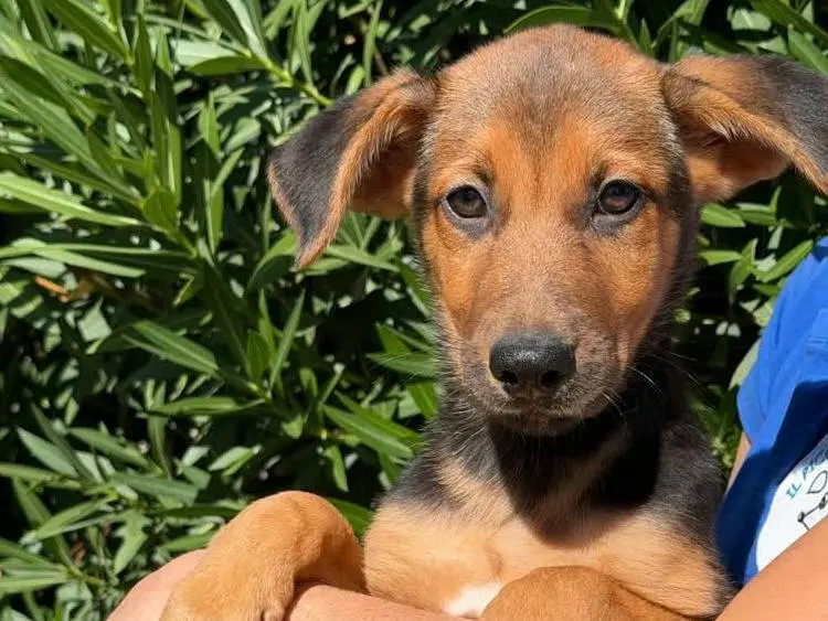 Adozione cane, maschio, Razza sconosciuta Razza sconosciuta, 2 mesi, taglia media, Padova