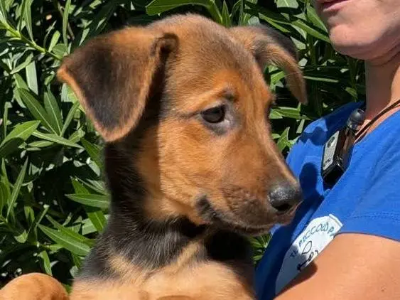 Adotta un cane, maschio, 2 mesi, Padova