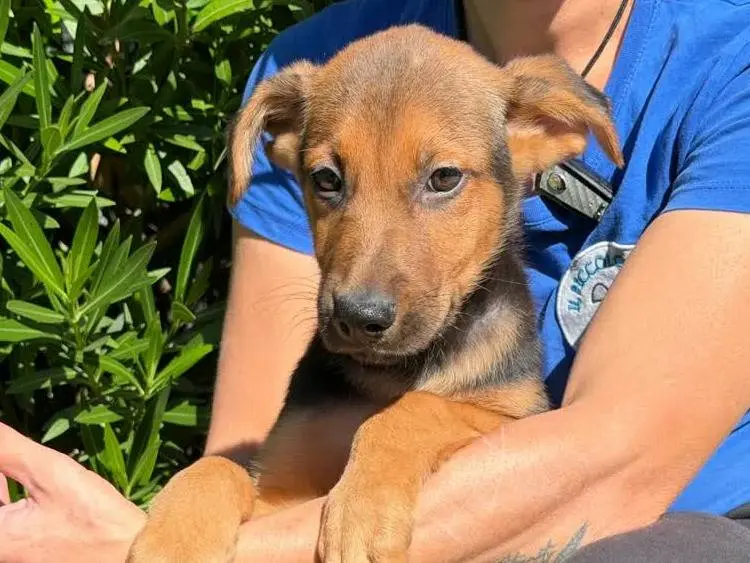 Vuoi adottare un cane a Padova?