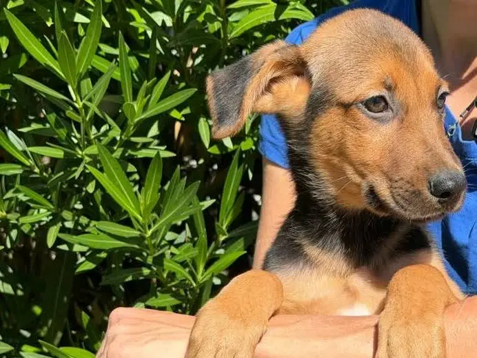 Adotta un cane, taglia media, maschio, Padova