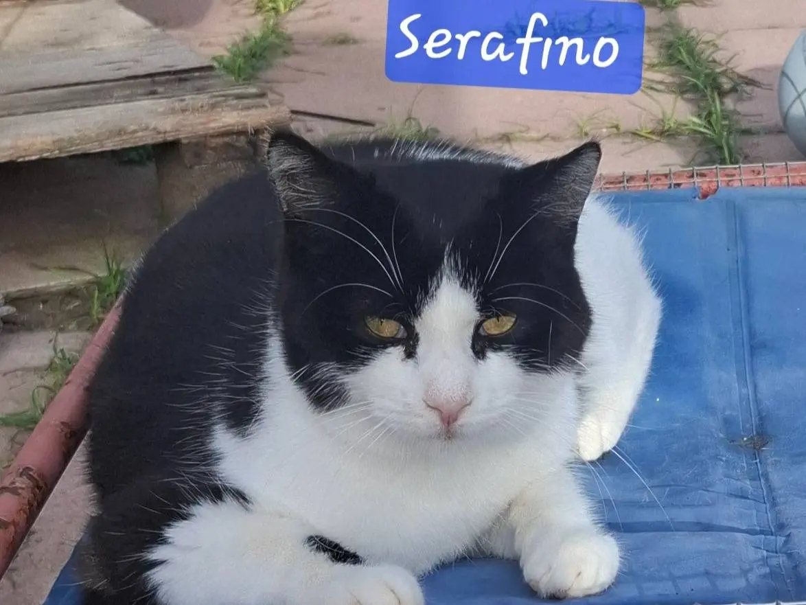 Foto 2 dell'animale