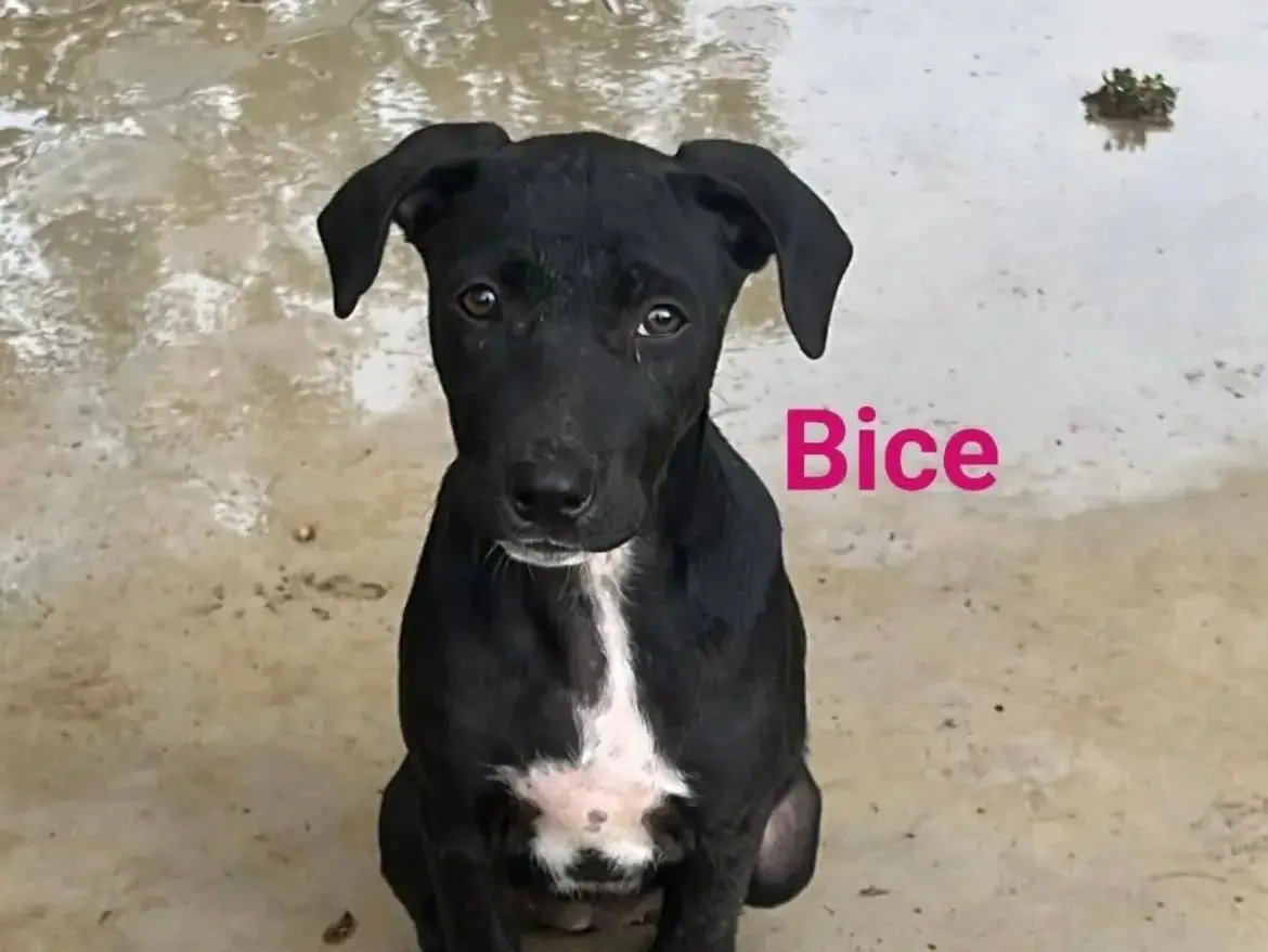 Adozione cane, femmina, Razza sconosciuta Razza sconosciuta, 1 anno e 5 mesi, taglia media, Avellino