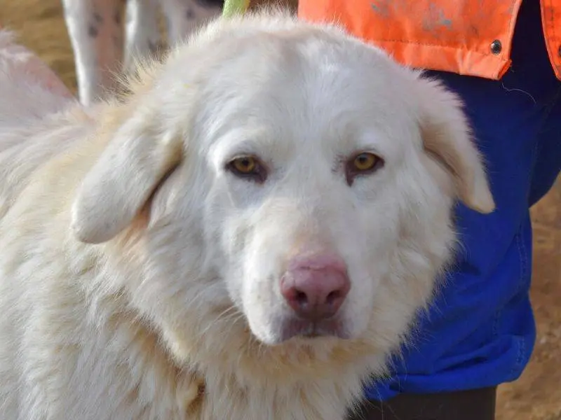 Adozione cane, femmina, Pastore maremmano Razza sconosciuta, 5 anni e 6 mesi, taglia grande, Matera