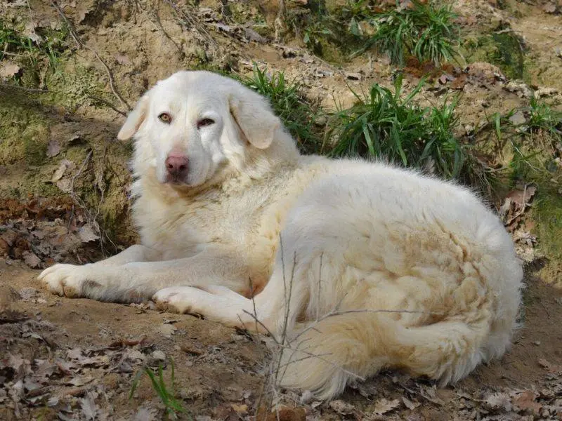 Adotta un cane, taglia grande, femmina, Matera