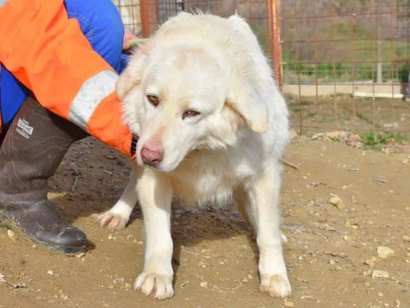 Adotta un cane, femmina, 5 anni e 6 mesi, Matera