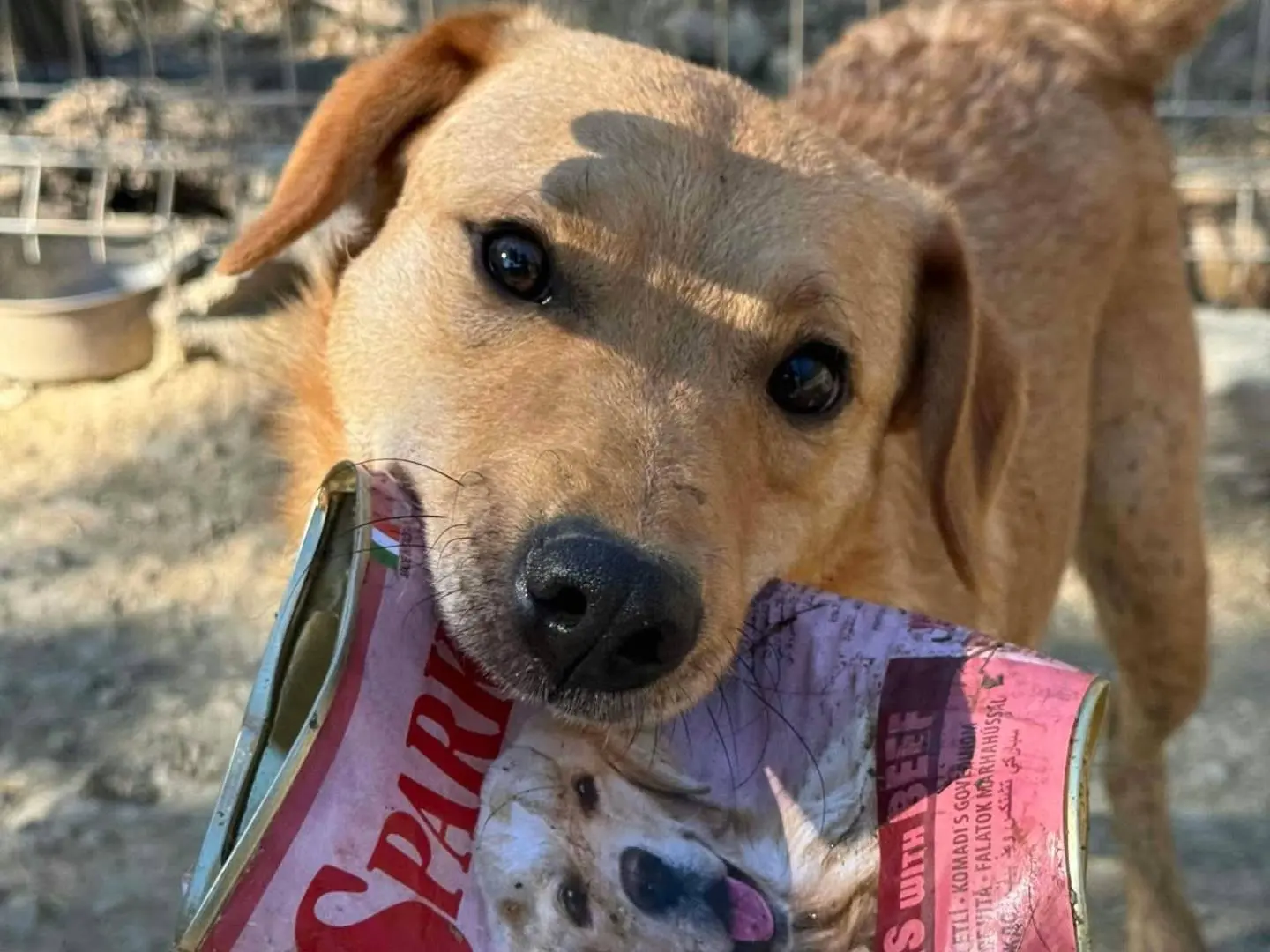 Vuoi adottare un cane a Firenze?