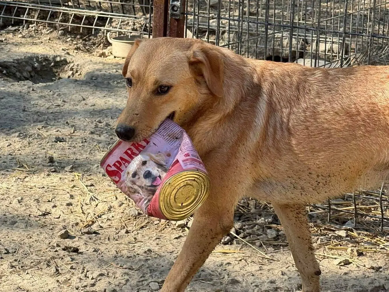 Adotta il cane ZIPPO a Firenze