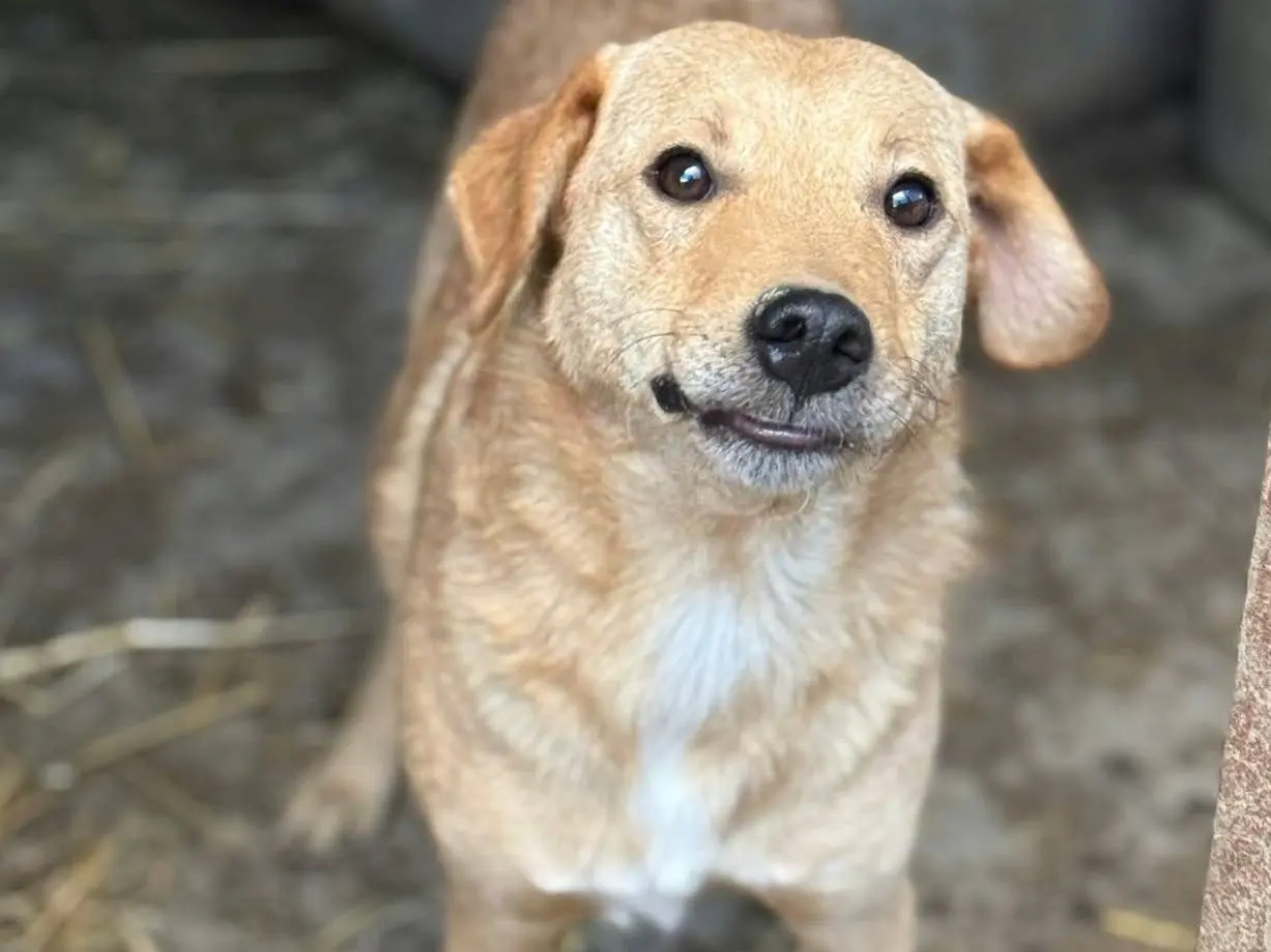 Adotta un cane, taglia media contenuta, maschio, Firenze