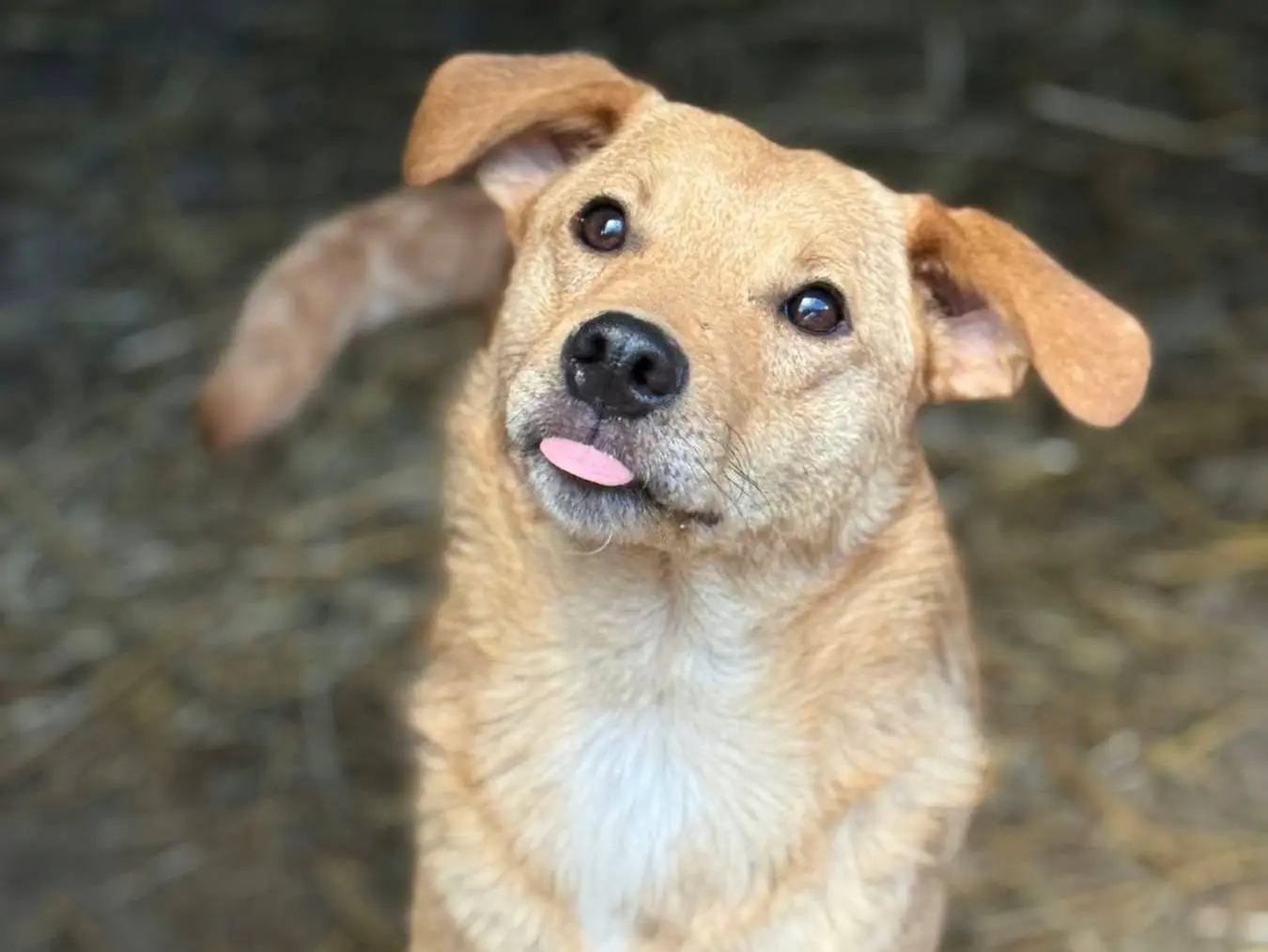 Adotta un cane, maschio, 2 anni e 1 mese, Firenze
