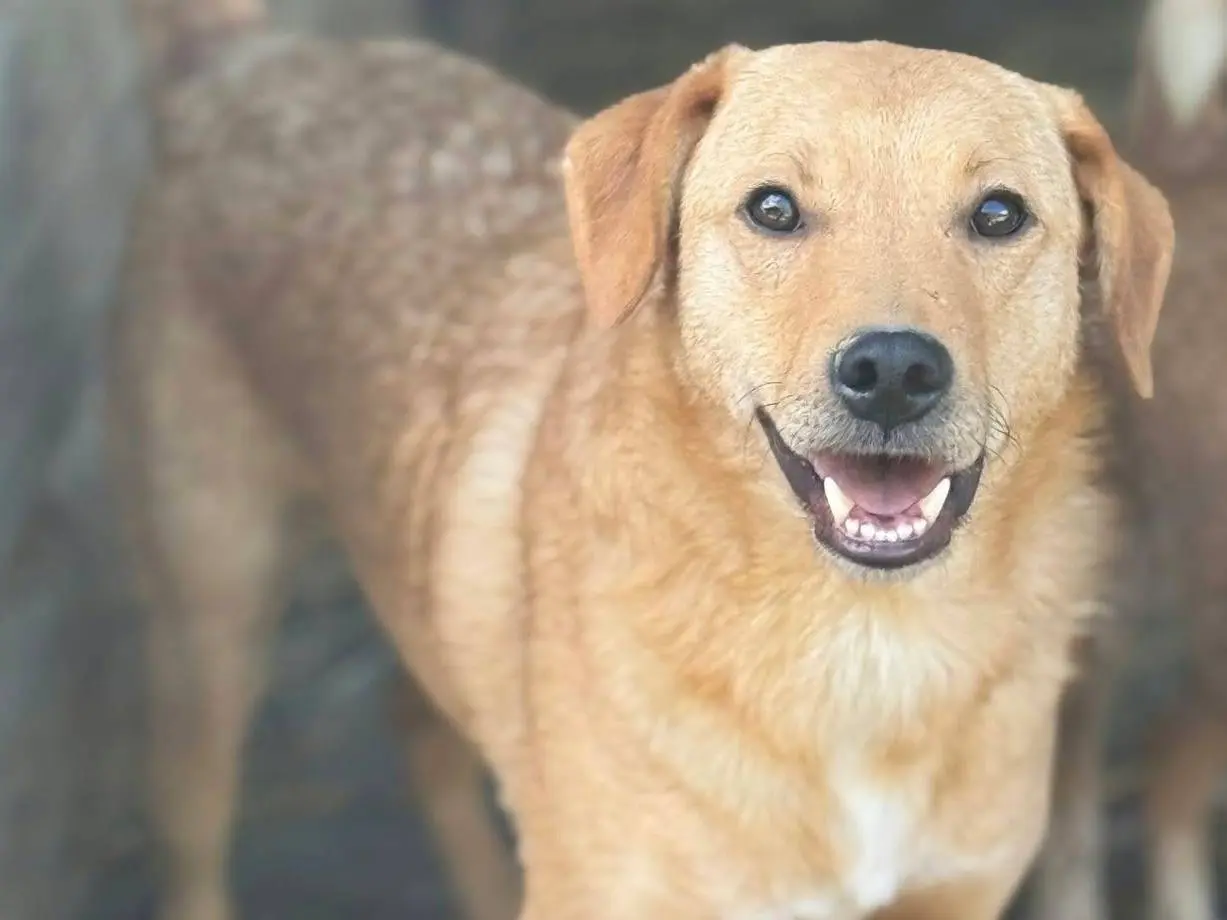 Adozione cane, maschio, Razza sconosciuta Razza sconosciuta, 2 anni e 1 mese, taglia media contenuta, Firenze