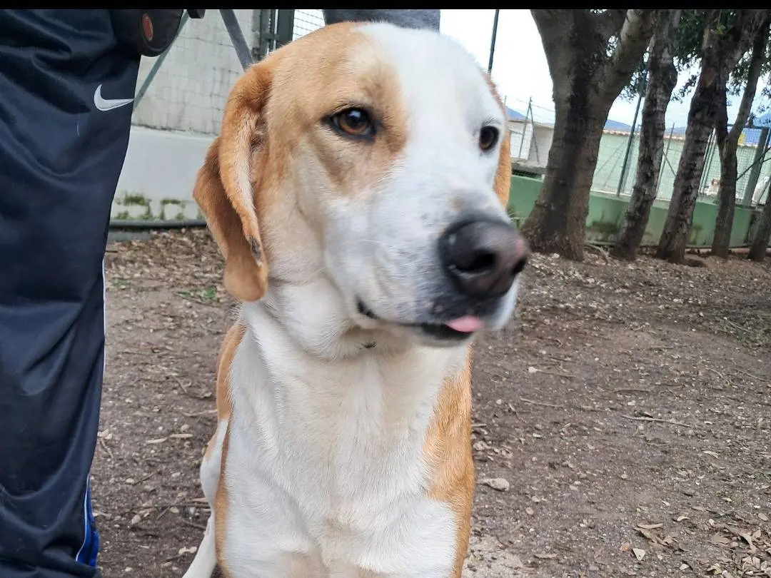 Adozione cane, maschio, Razza sconosciuta Razza sconosciuta, 1 anno e 11 mesi, taglia media, Caserta