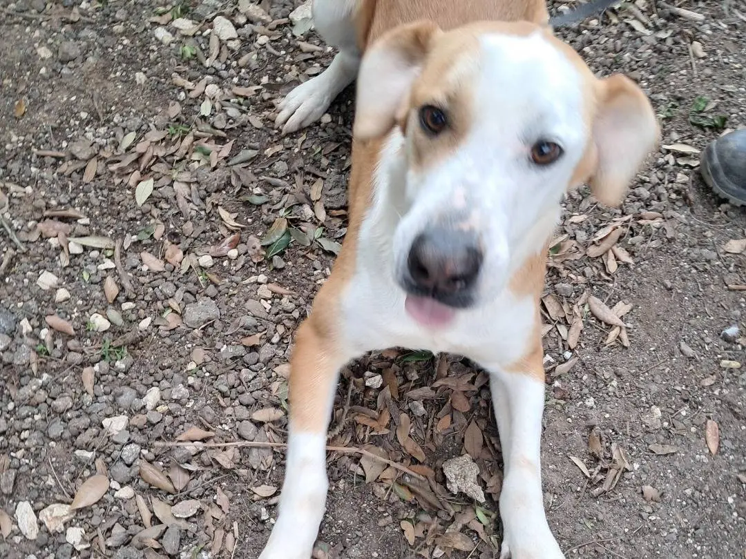 Adotta un cane, maschio, 1 anno e 11 mesi, Caserta