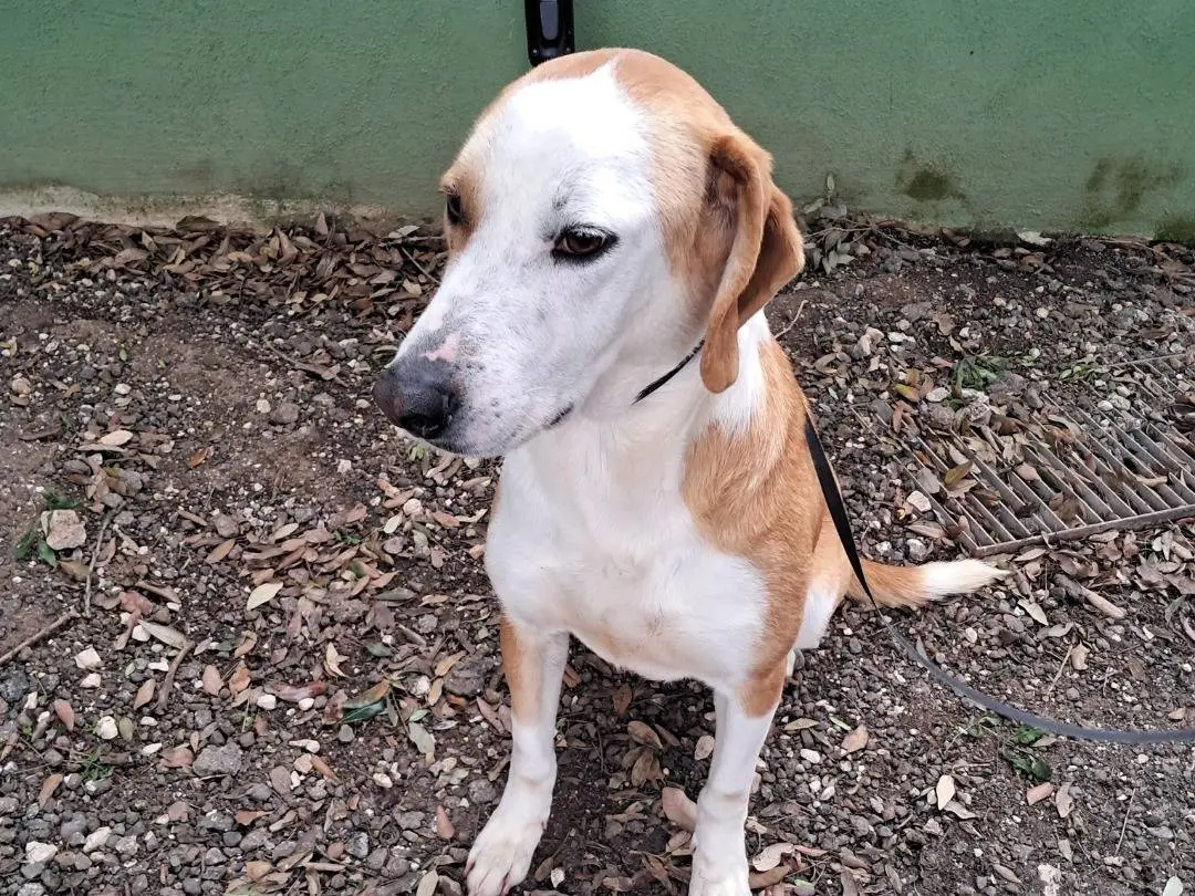 Adotta un cane, taglia media, maschio, Caserta