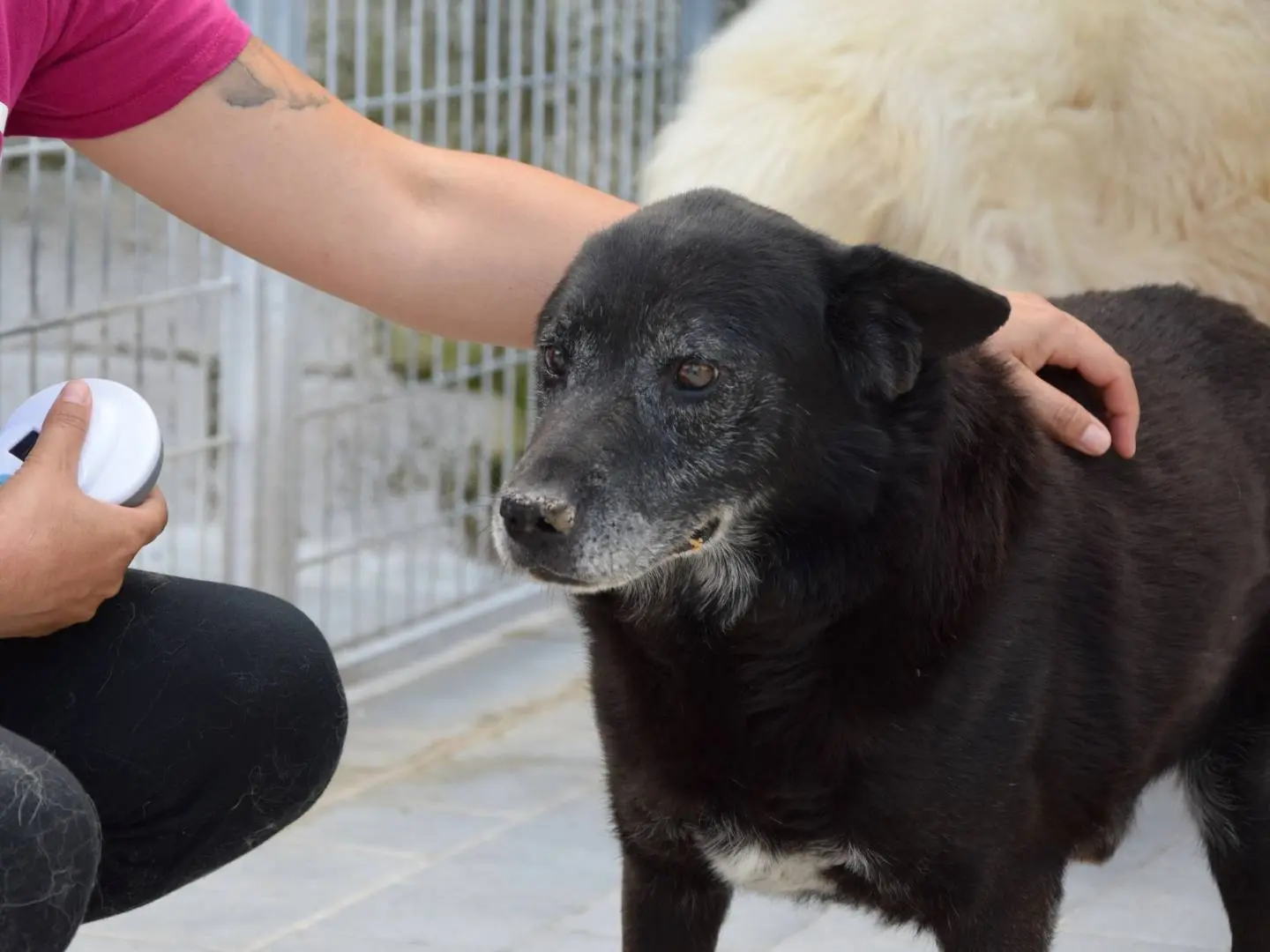 Adozione cane, maschio, Razza sconosciuta Razza sconosciuta, 13 anni e 11 mesi, taglia media, Chieti
