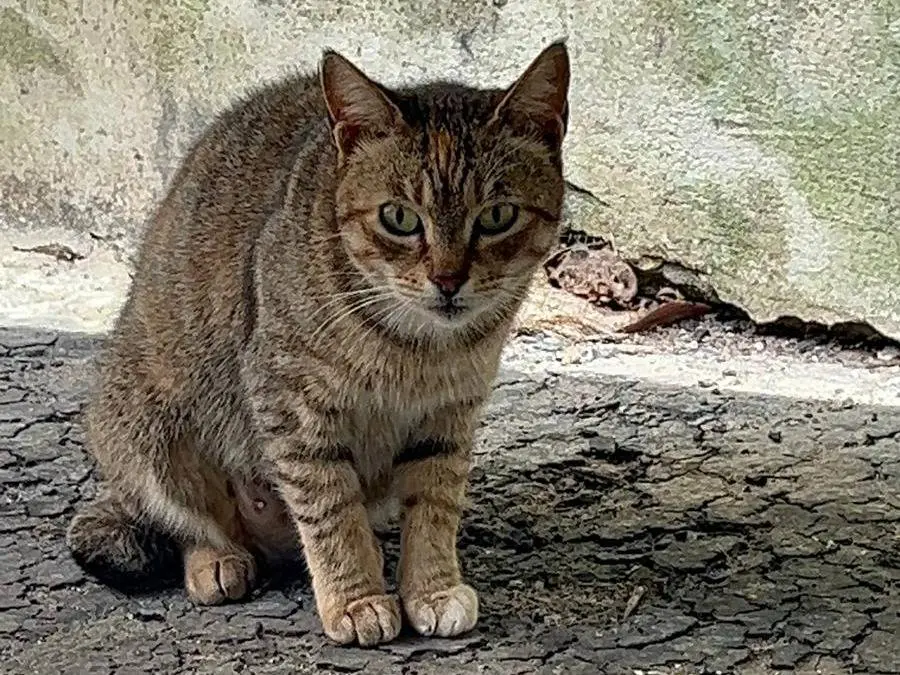 Foto 1 dell'animale