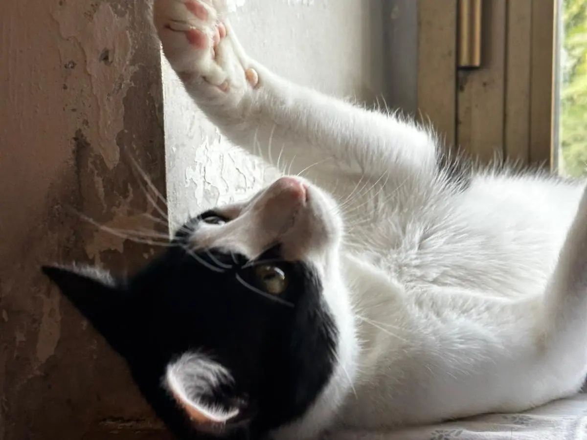 Adozione gatto, maschio, Razza sconosciuta Razza sconosciuta, 1 anno e 5 mesi, taglia non valida, Teramo