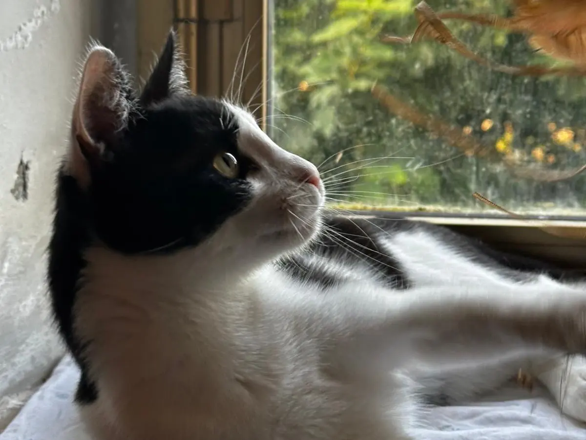 Adotta il gatto Lucio a Teramo