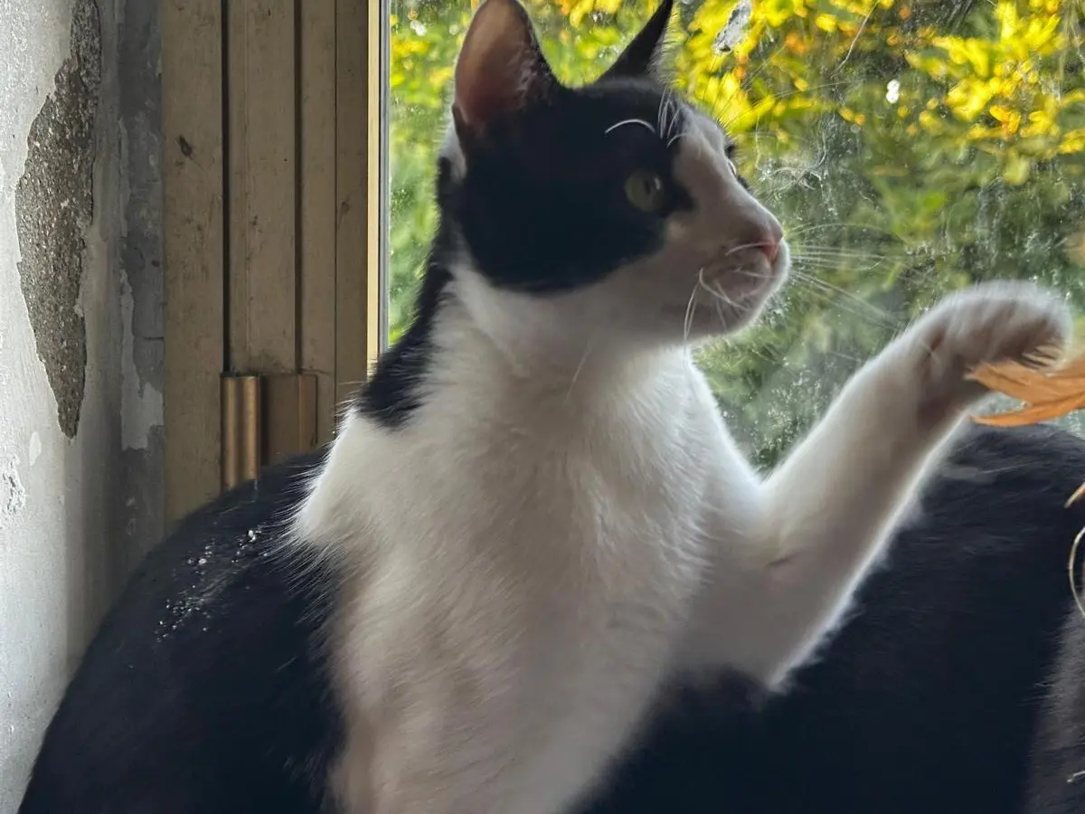 Adotta un gatto, maschio, 1 anno e 5 mesi, Teramo
