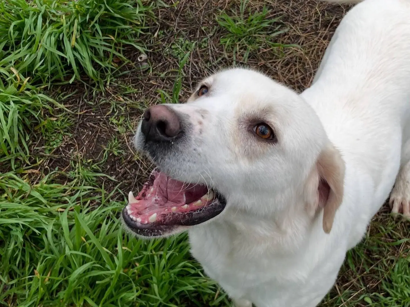 Adozione cane, femmina, Labrador Retriever Razza sconosciuta, 4 anni e 6 mesi, taglia media, Latina