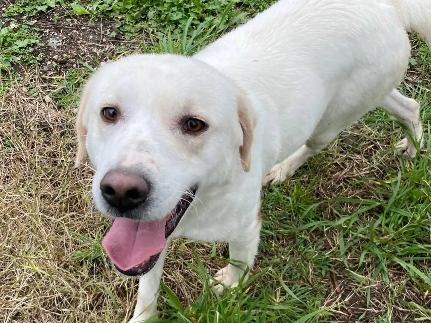Adotta un cane, femmina, 4 anni e 6 mesi, Latina