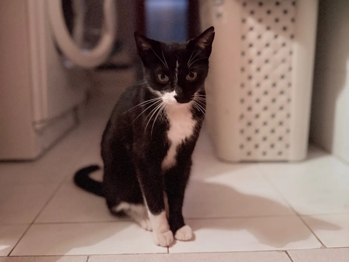 Adotta un gatto, femmina, 2 anni e 7 mesi, Pescara