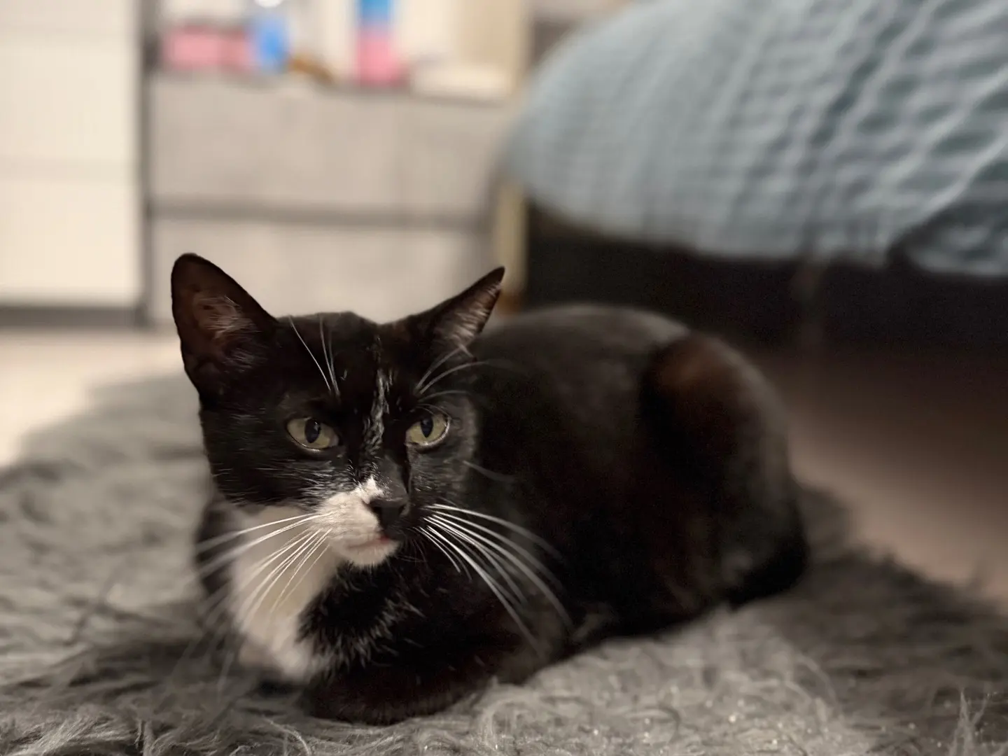Adozione gatto, femmina, Razza sconosciuta Razza sconosciuta, 2 anni e 7 mesi, taglia non valida, Pescara