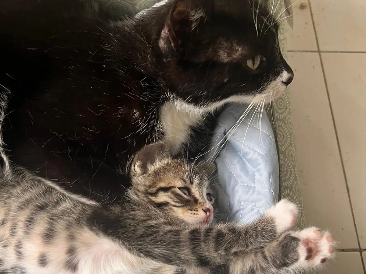 Adotta un gatto, taglia non valida, femmina, Pescara