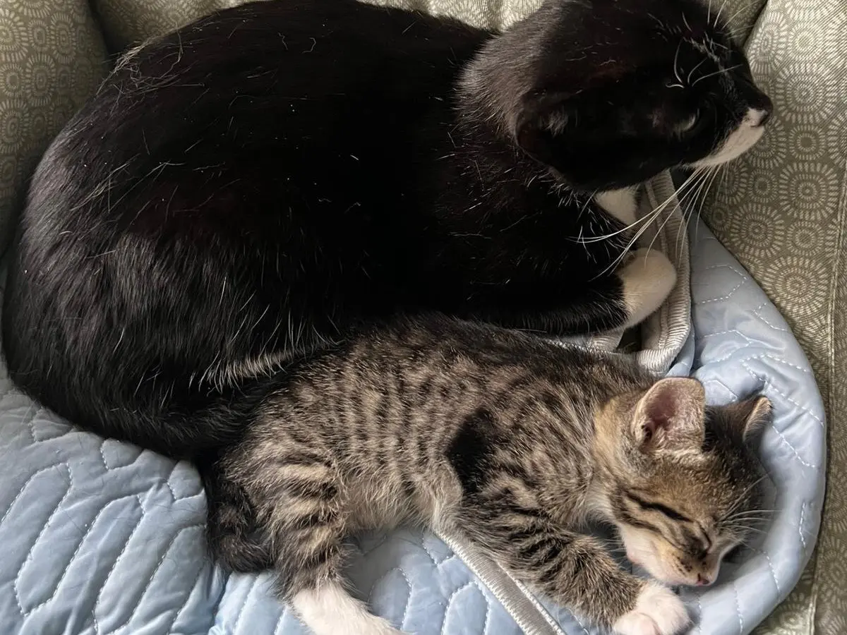 Vuoi adottare un gatto a Pescara?