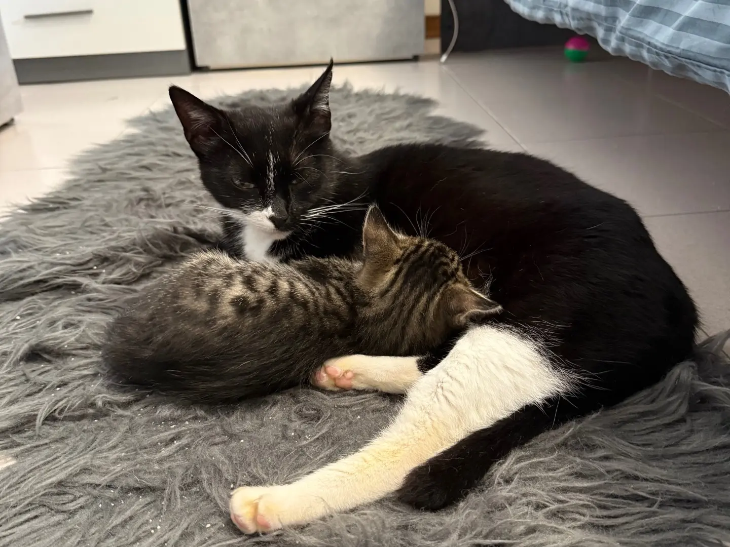 Adotta il gatto Chantal a Pescara