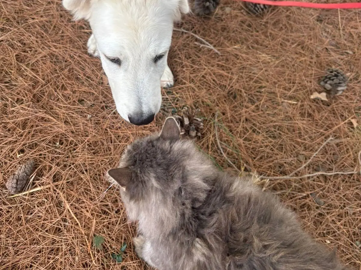 Vuoi adottare un cane a Bari?