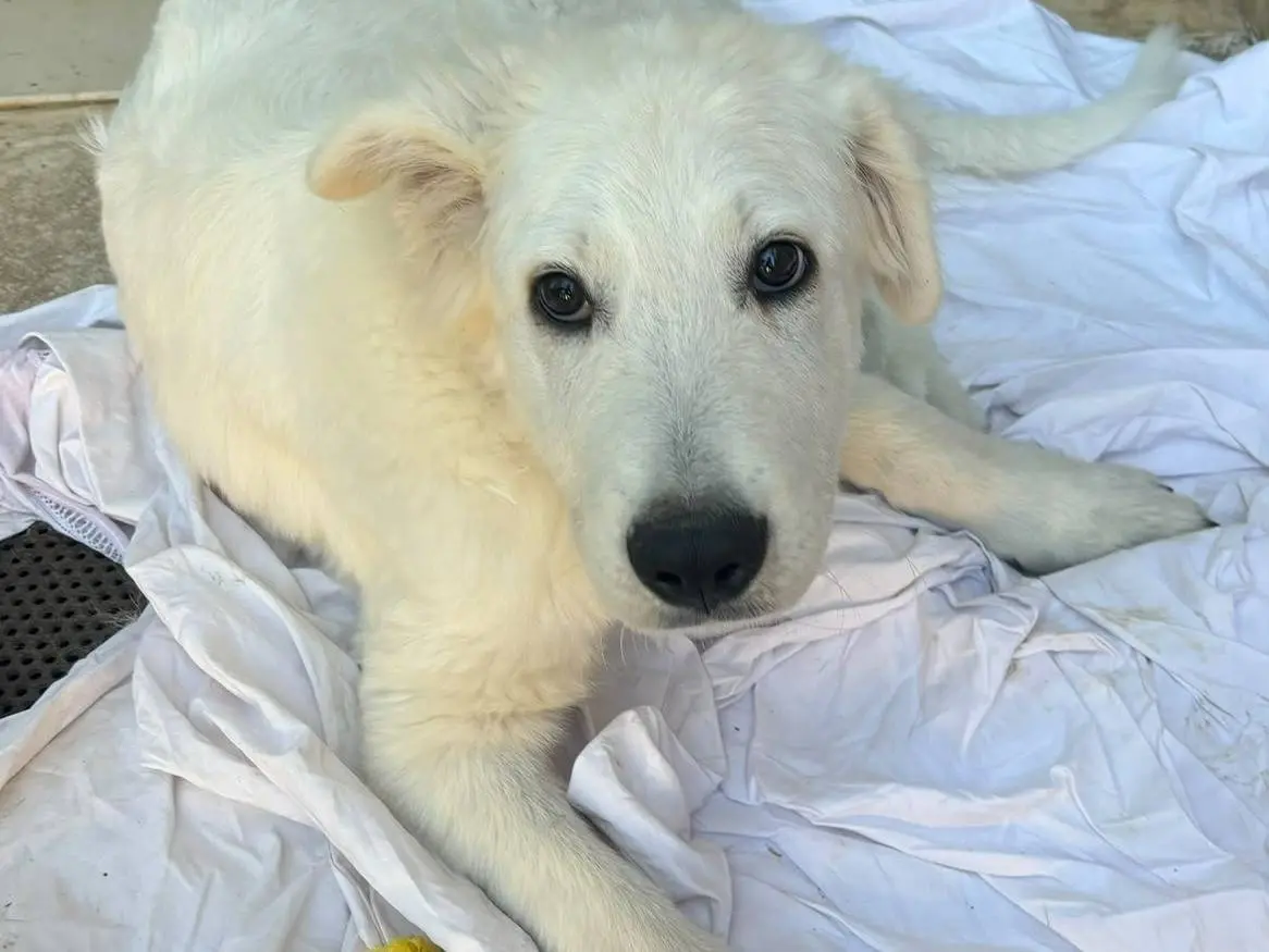 Adotta un cane, taglia gigante, maschio, Bari