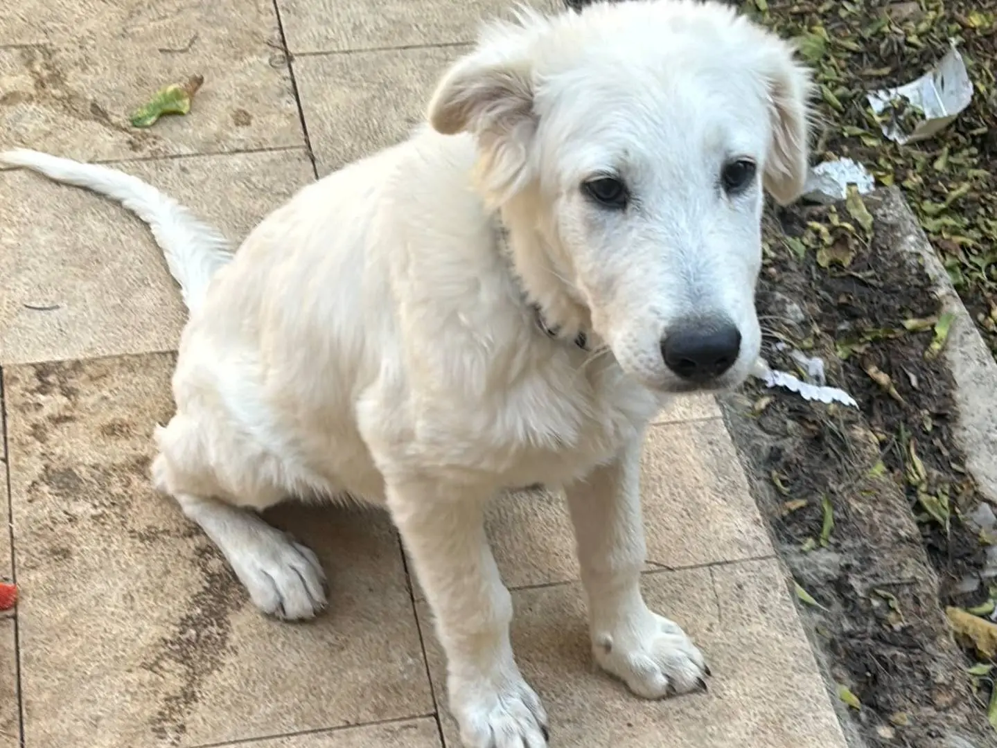 Adotta un cane, maschio, 4 mesi, Bari