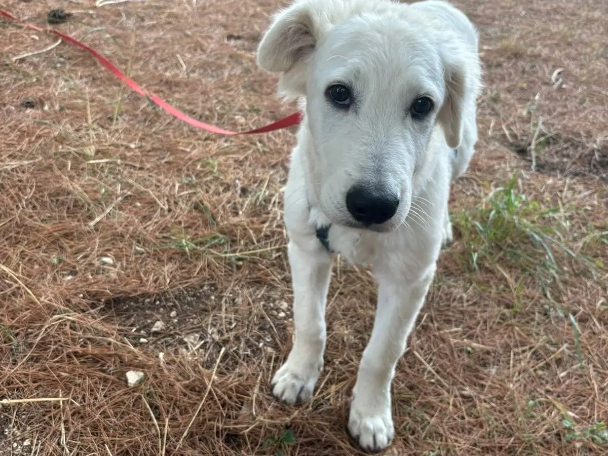 Adotta il cane Mike a Bari