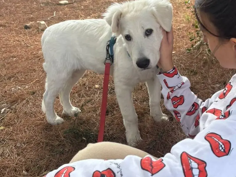 Adozione cane, maschio, Pastore maremmano Razza sconosciuta, 4 mesi, taglia gigante, Bari