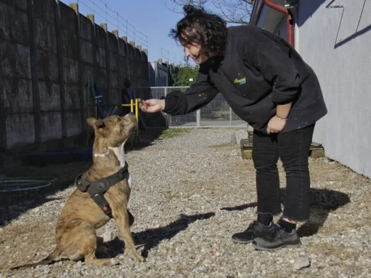 Foto 3 dell'animale