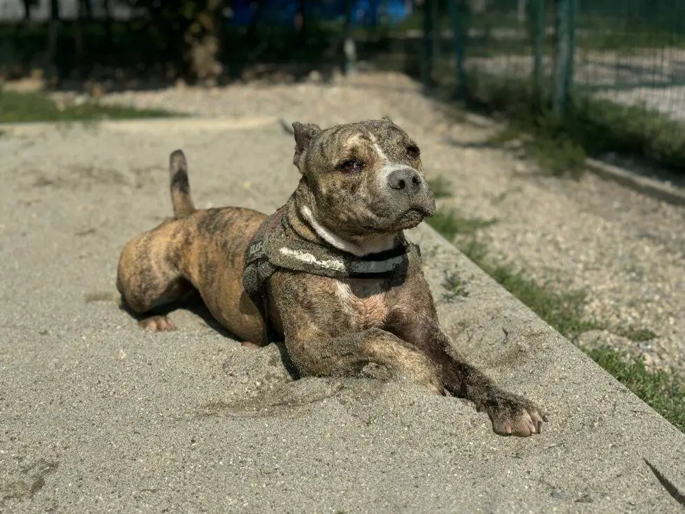 Adotta un cane, maschio, 4 anni e 2 mesi, Lodi