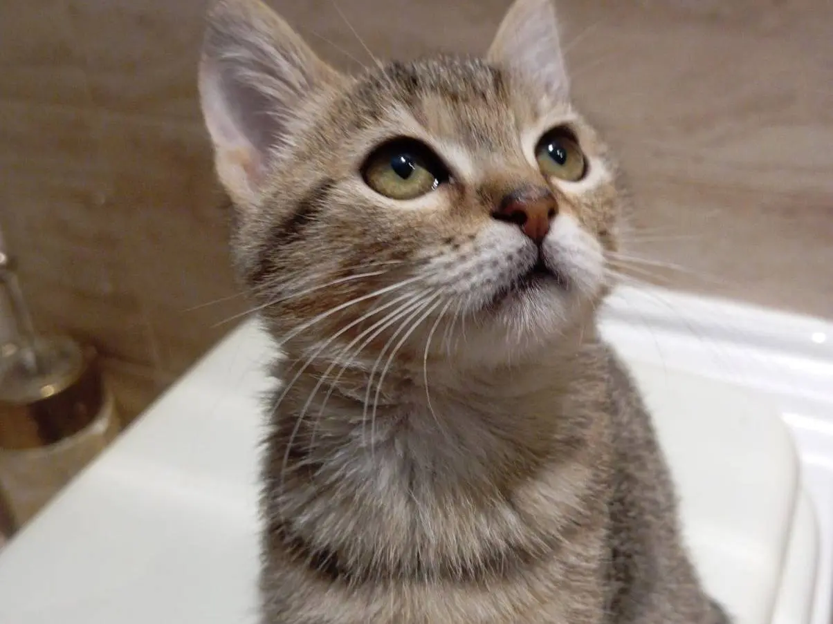 Adozione gatto, femmina, Razza sconosciuta Razza sconosciuta, 2 anni e 1 mese, taglia non valida, Latina