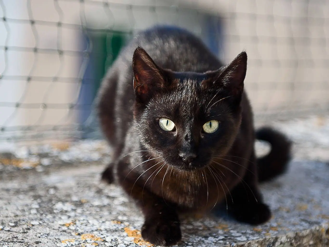 Adotta un gatto, taglia non valida, femmina, Parma