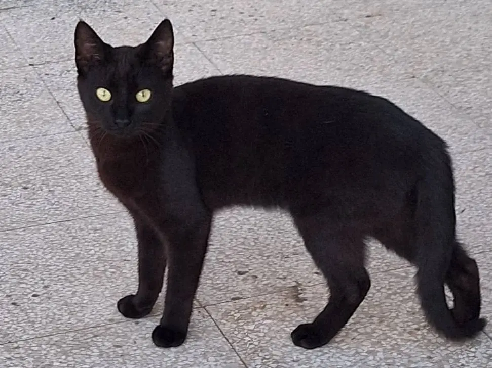 Adozione gatto, femmina, Razza sconosciuta Razza sconosciuta, 10 mesi, taglia non valida, Parma
