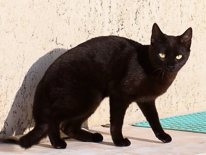 Vuoi adottare un gatto a Parma?
