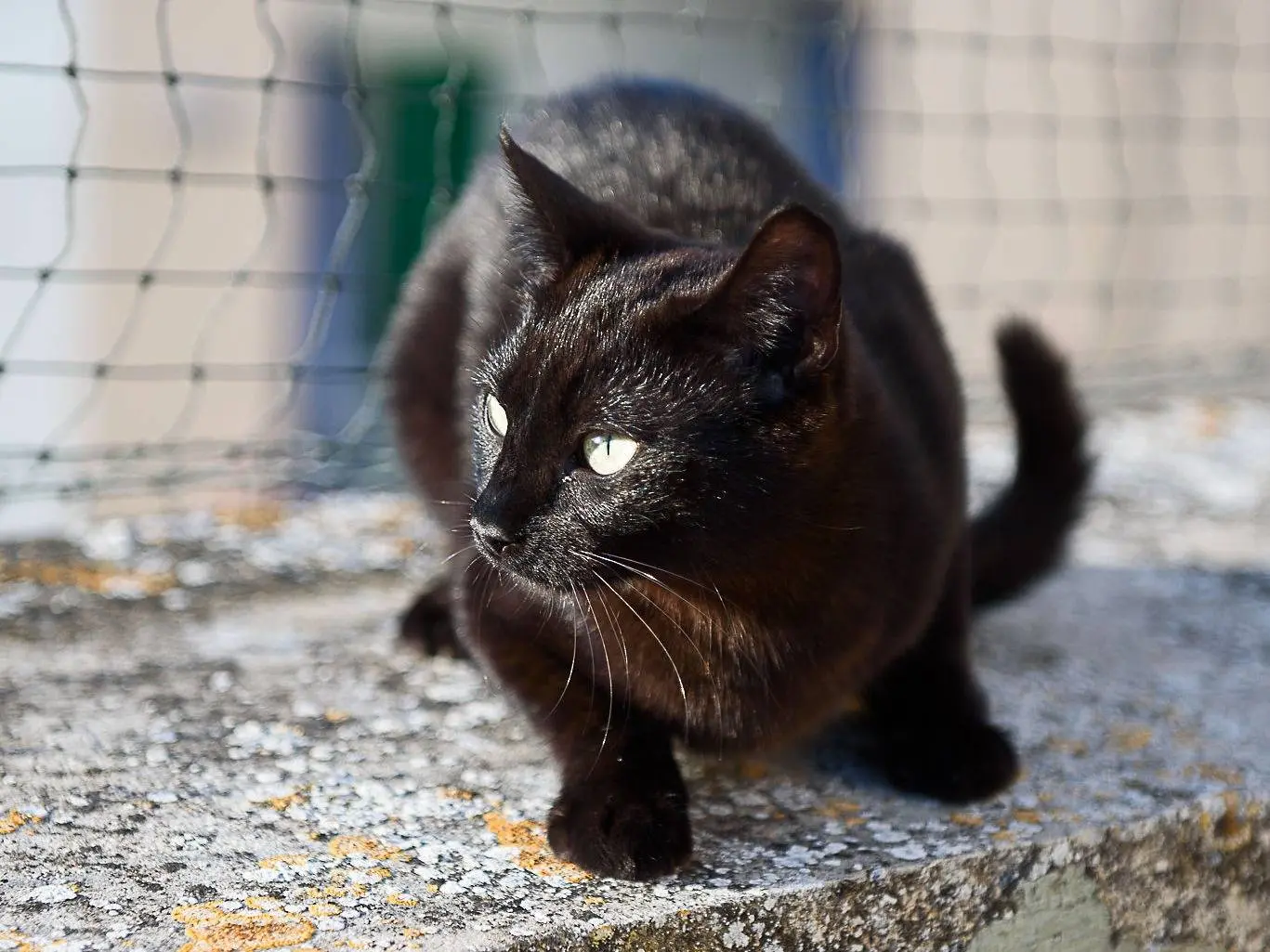 Adotta il gatto Mulan a Parma