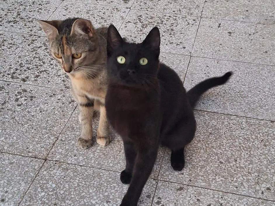 Adotta un gatto, femmina, 10 mesi, Parma