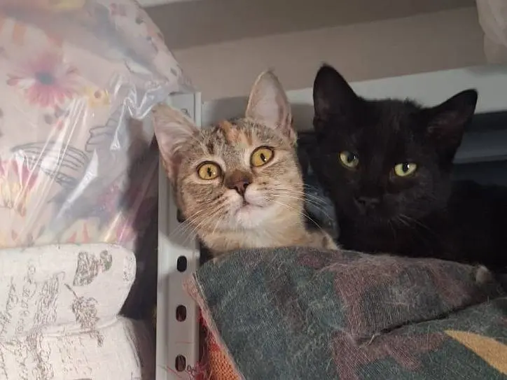 Adotta il gatto MeridaMulan princess guerriere a Milano