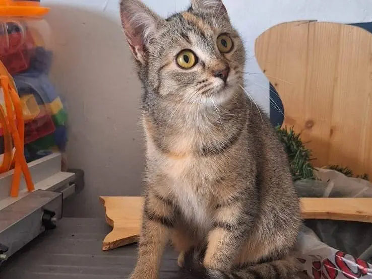 Adotta un gatto, taglia non valida, femmina, Milano