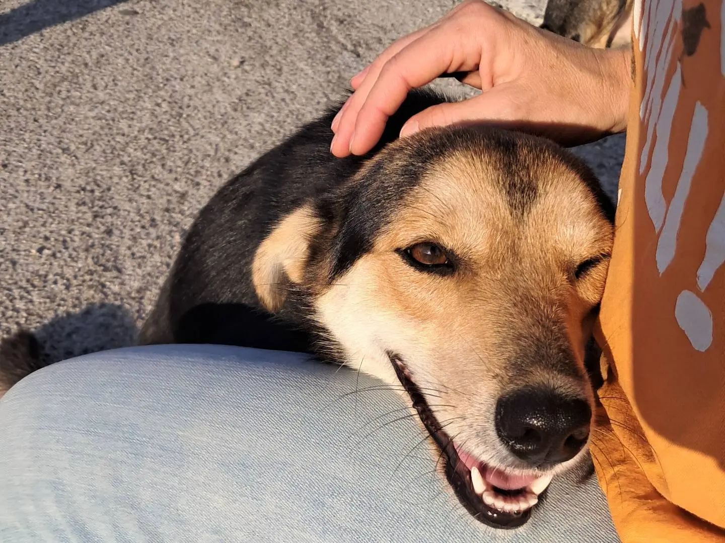 Adotta un cane, femmina, 1 anno e 2 mesi, Agrigento