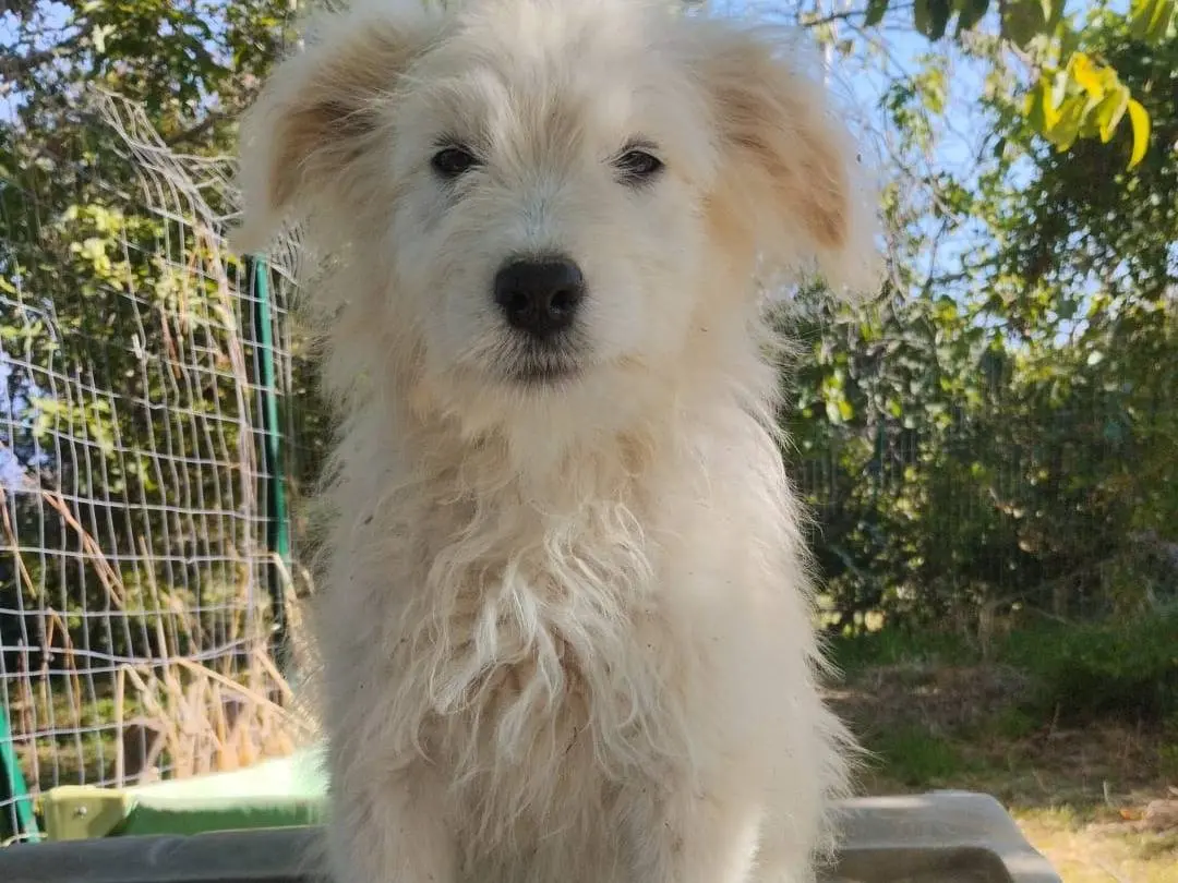 Adotta il cane Romeo a Vibo