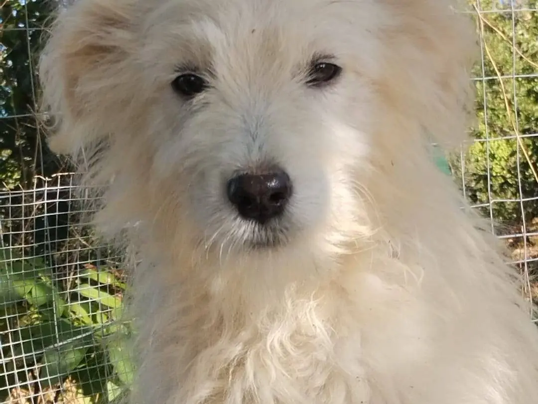 Adotta un cane, taglia media, maschio, Vibo