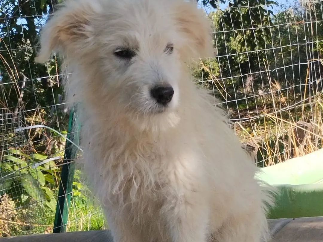 Vuoi adottare un cane a Vibo?