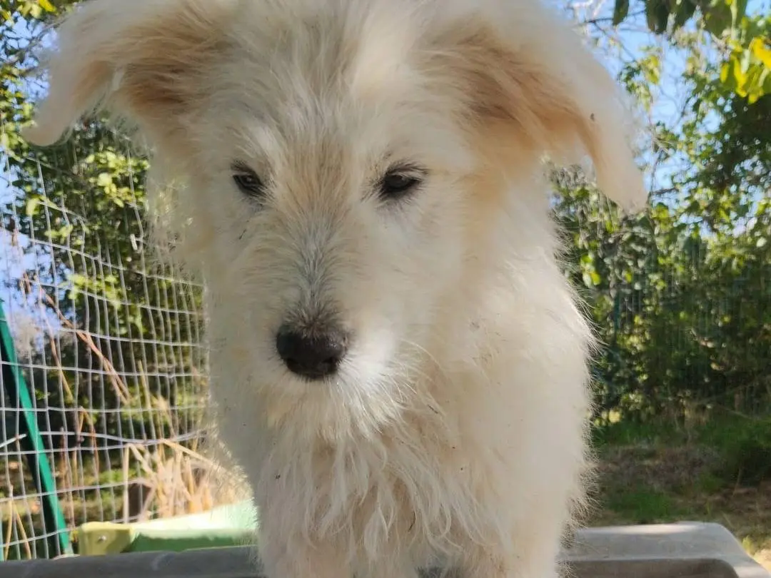 Adotta un cane, maschio, 4 mesi, Vibo