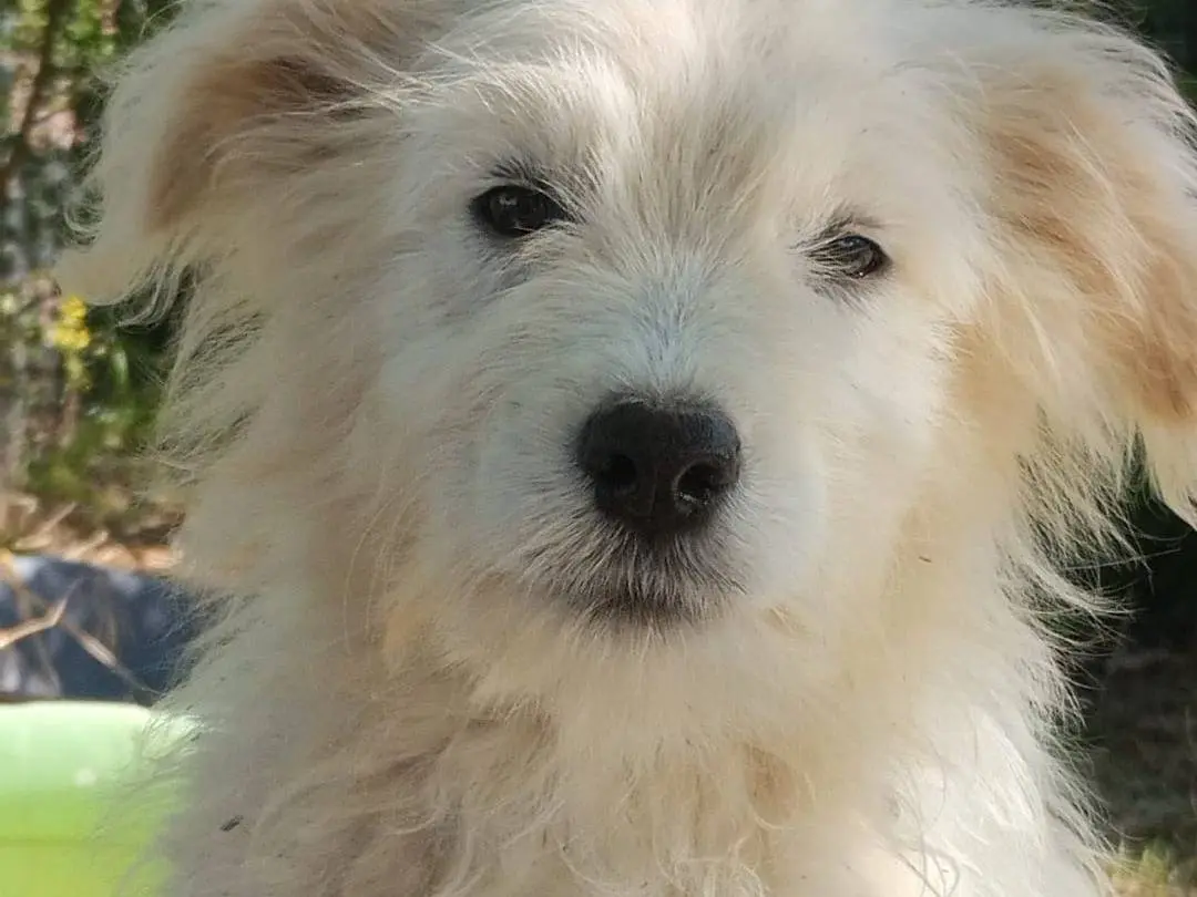 Adozione cane, maschio, Razza sconosciuta Razza sconosciuta, 4 mesi, taglia media, Vibo